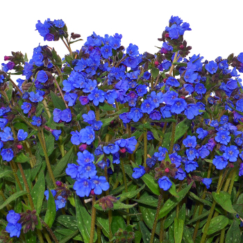 Pulmonaria