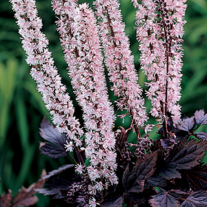 Actaea