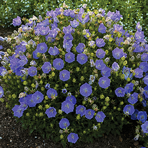 Campanula