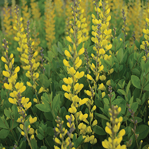 Baptisia