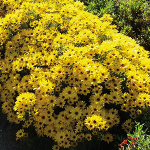 Helianthus