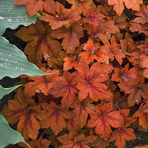 Heucherella