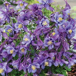Columbine