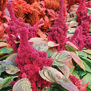 Amaranthus