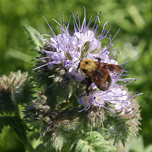 Phacelia