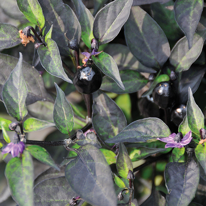 Ornamental Pepper