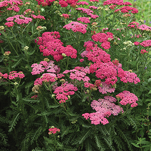Yarrow