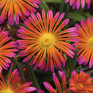 Ice Plant