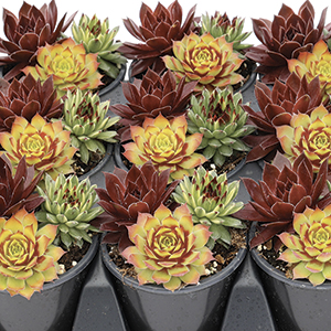 Hens and Chicks