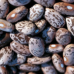 Dry Shell