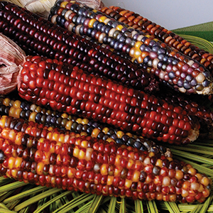 Corn, Ornamental