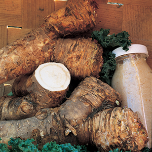 Horseradish