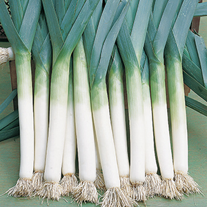 Leek