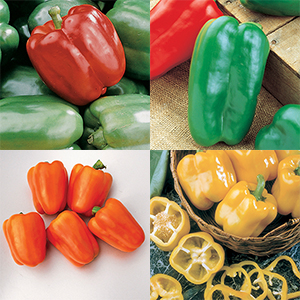 Pepper Plant Collections