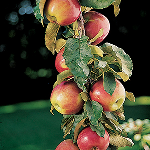 Columnar Apples