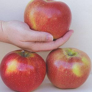 Dwarf Apples