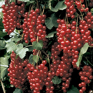 Currant