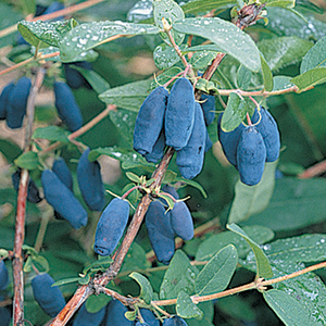 Honeyberry or Haskap