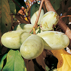 Pawpaw