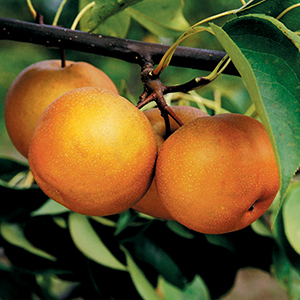 Asian Pears