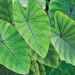 Alocasia & Colocasia