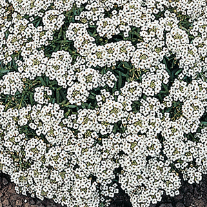 Alyssum