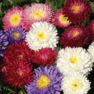 Aster