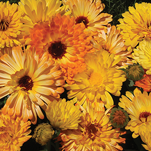 Calendula