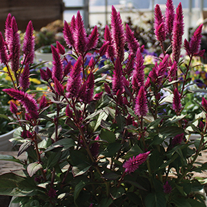 Celosia