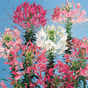 Cleome
