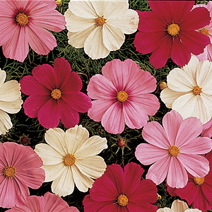 Cosmos