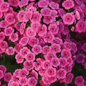 Dianthus