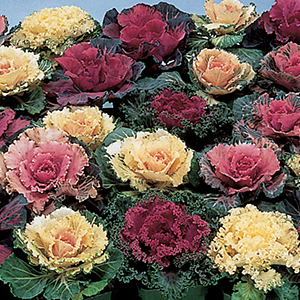 Flowering Cabbage & Kale