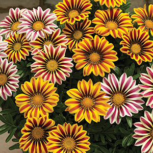 Gazania