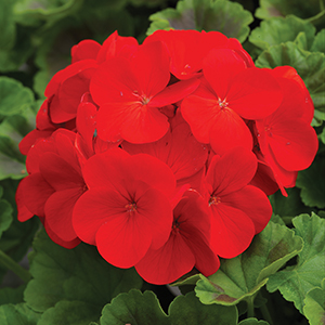 Geranium