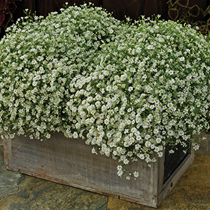 Gypsophila