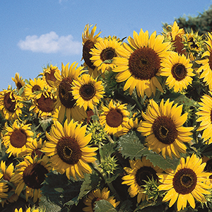 Helianthus