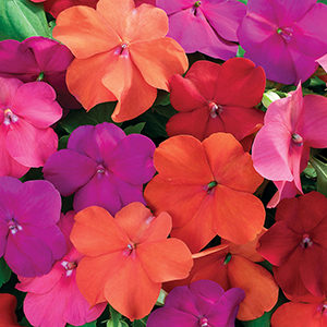 Impatiens