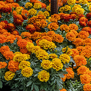 Marigold