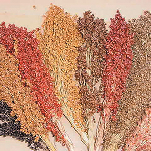 Millet & Sorghum