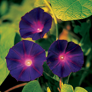 Morning Glory