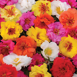 Moss Roses