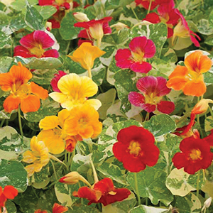 Nasturtium