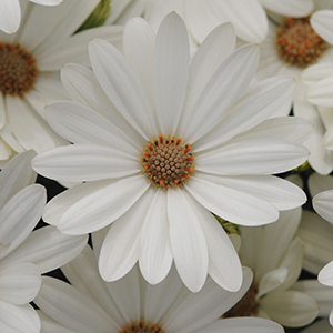 Osteospermum