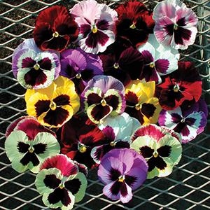 Pansy