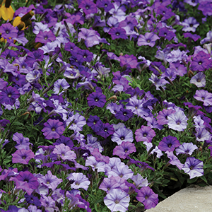 Petunia