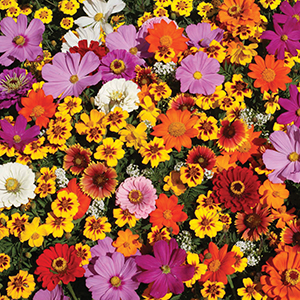 Wildflower Mix