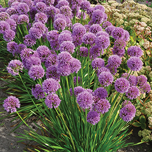 Allium
