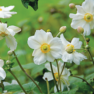 Anemone