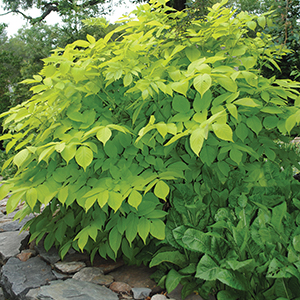 Aralia